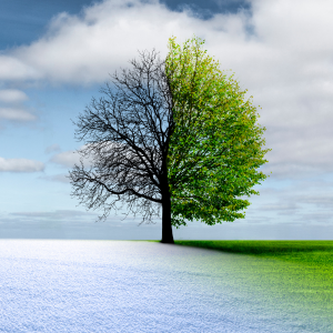 Changing weather seasons Image of a tree in a field with a cloudy sky. the lefthand side of the tree shows what it looks like in winter cold weather and the right hand shows the tree in summer warmer weather.